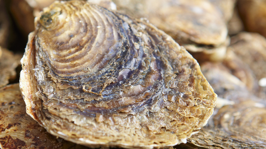 Familie Vette oesters