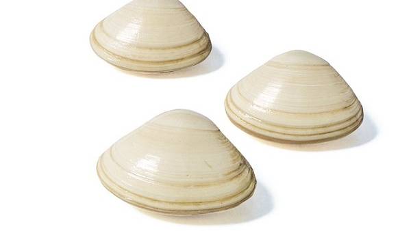 clam scientific name